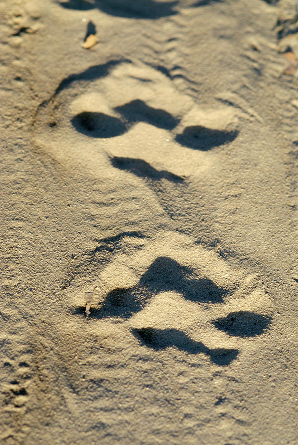 Tiger Paw Prints Photograph by Science Photo Library Tiger Paw Prints Photograph by Science Photo Library