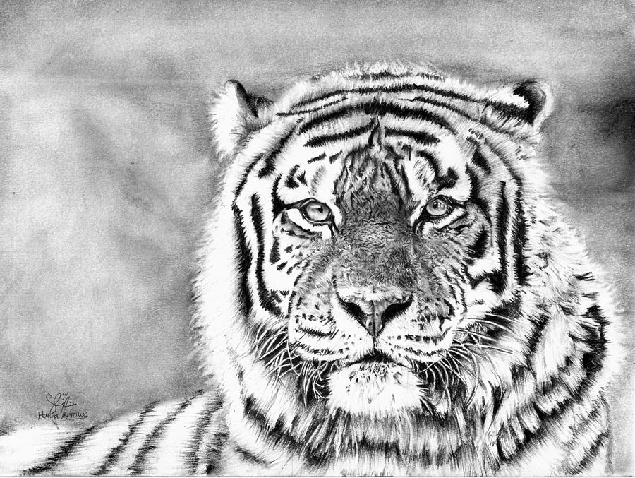Fierce Tiger Hyper Realistic Pencil Painting (Physical) By