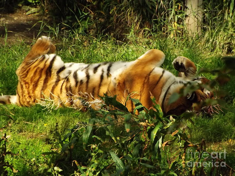 Tiger Play Photograph by Brigitte Emme