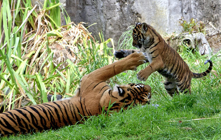 Animal Photograph - Tiger Play by Her Arts Desire
