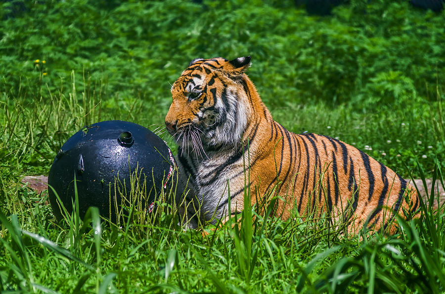 Tiger Playing with Ball Photograph by Lori Coleman