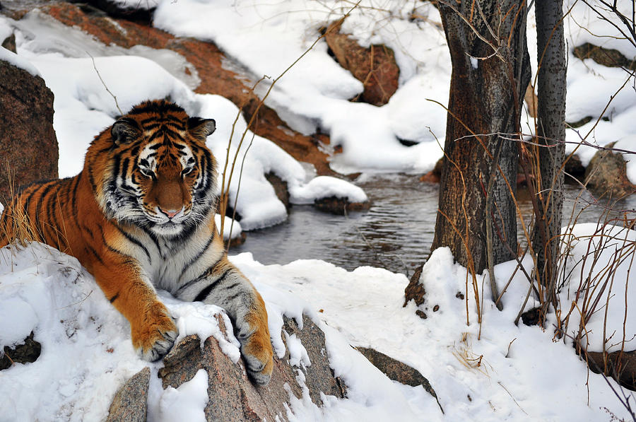 Tiger Pond Photograph by Ryan Hedrick - Fine Art America