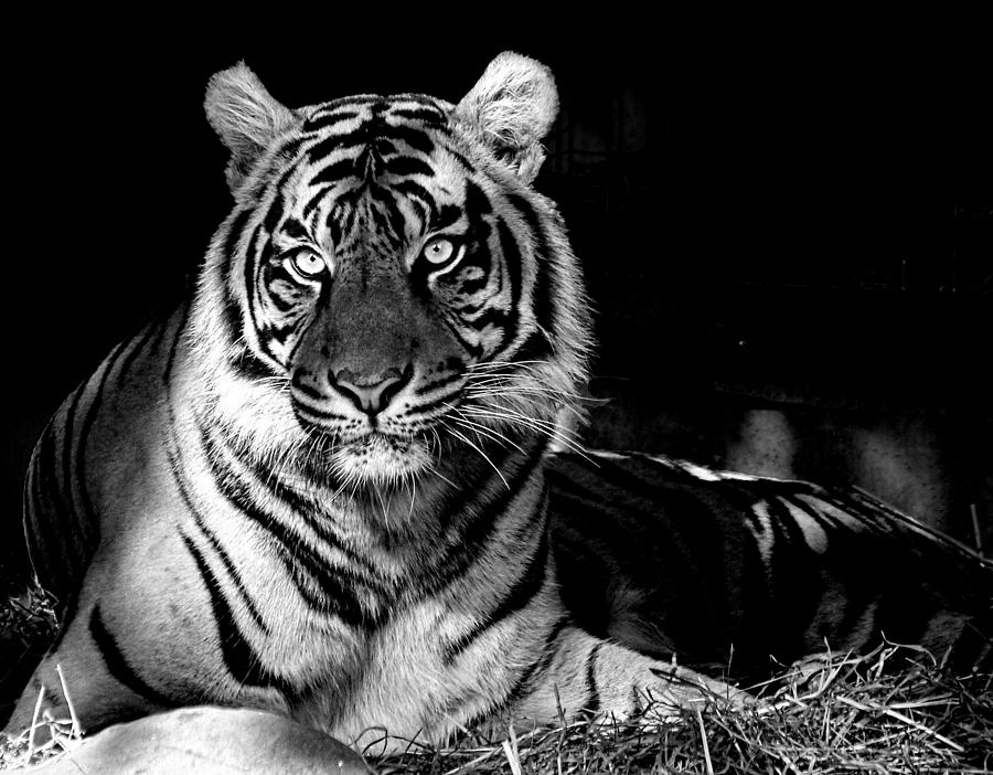 Tiger portrait b/w Photograph by Ronda Ryan