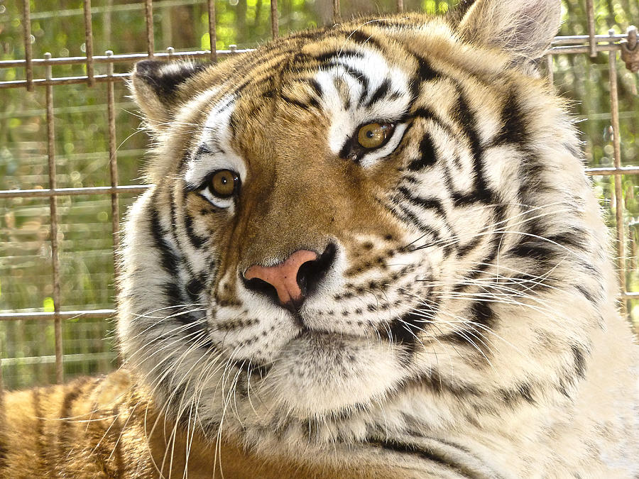 Tiger Portrait Photograph by Betty Eich