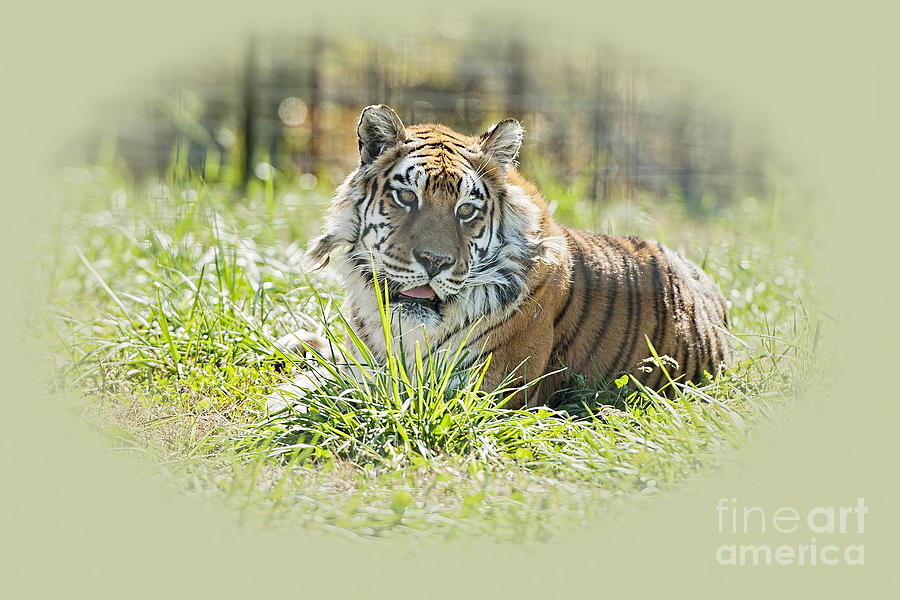 Tiger Portrait Photograph by Bonnie Barry