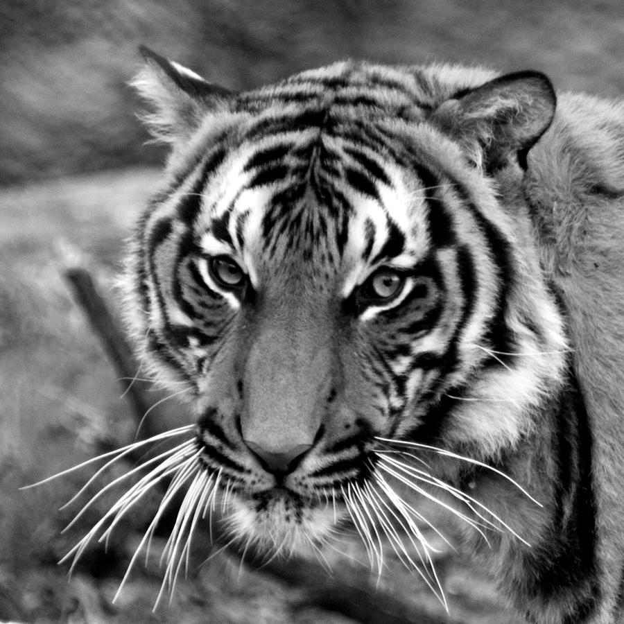 Tiger Portrait Photograph by Bruce J Robinson