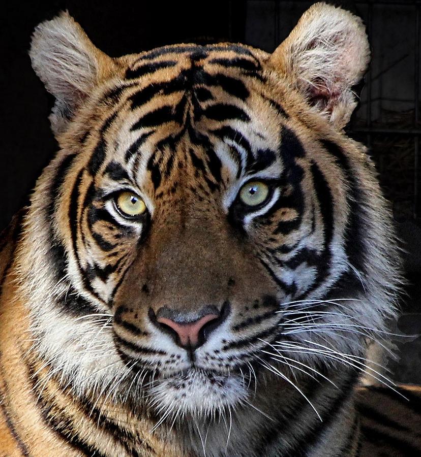 Tiger portrait closeup Photograph by Ronda Ryan