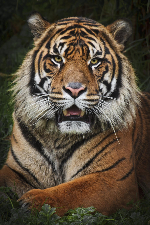 Tiger Portrait Photograph by Wes and Dotty Weber