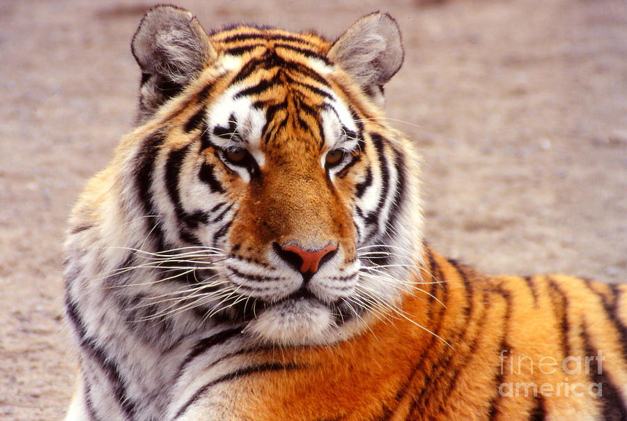 Wildlife Photograph - Tiger Portrait by Eva Kato