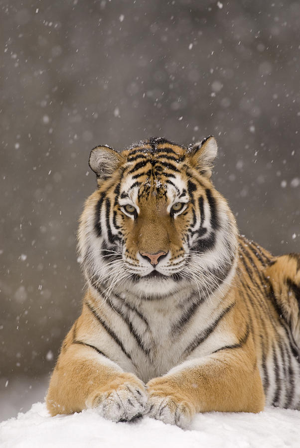 Tiger Portrait In Snowfall Photograph by Steve Gettle