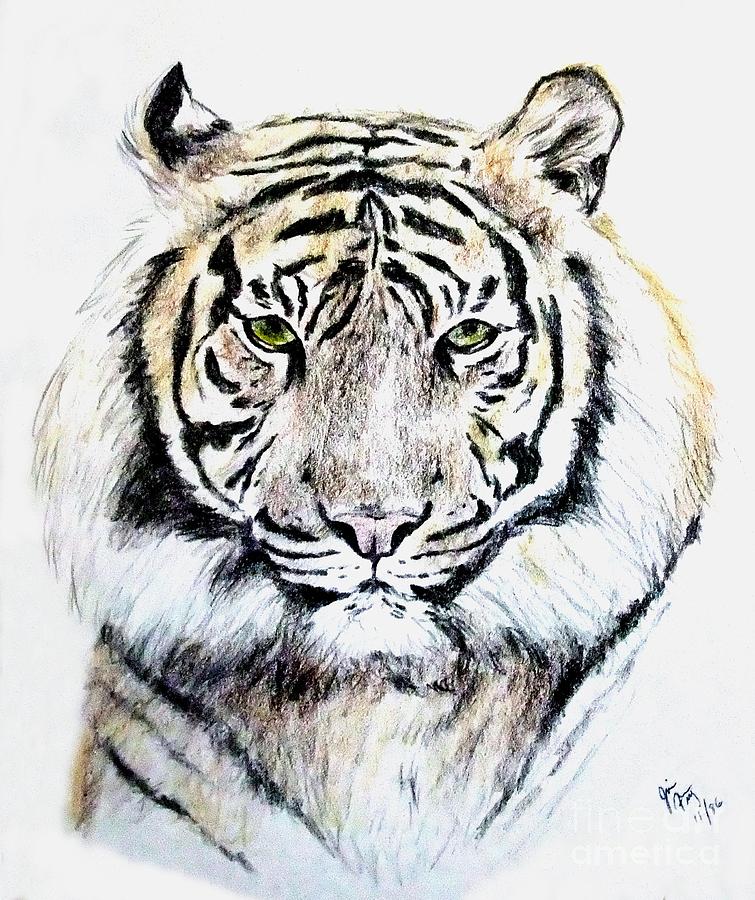 Tiger Portrait Drawing by Jim Fitzpatrick
