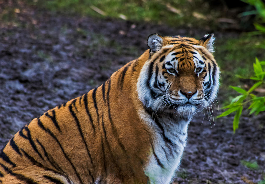 Tiger Photograph - Tiger Portrait by Martin Newman