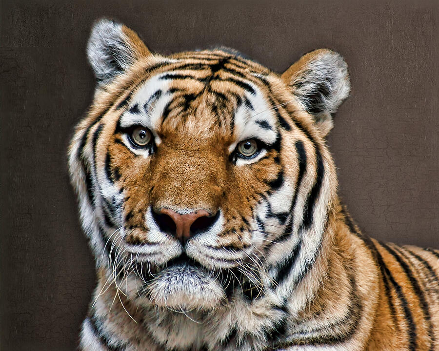 Tiger Portrait Photograph by Nikolyn McDonald