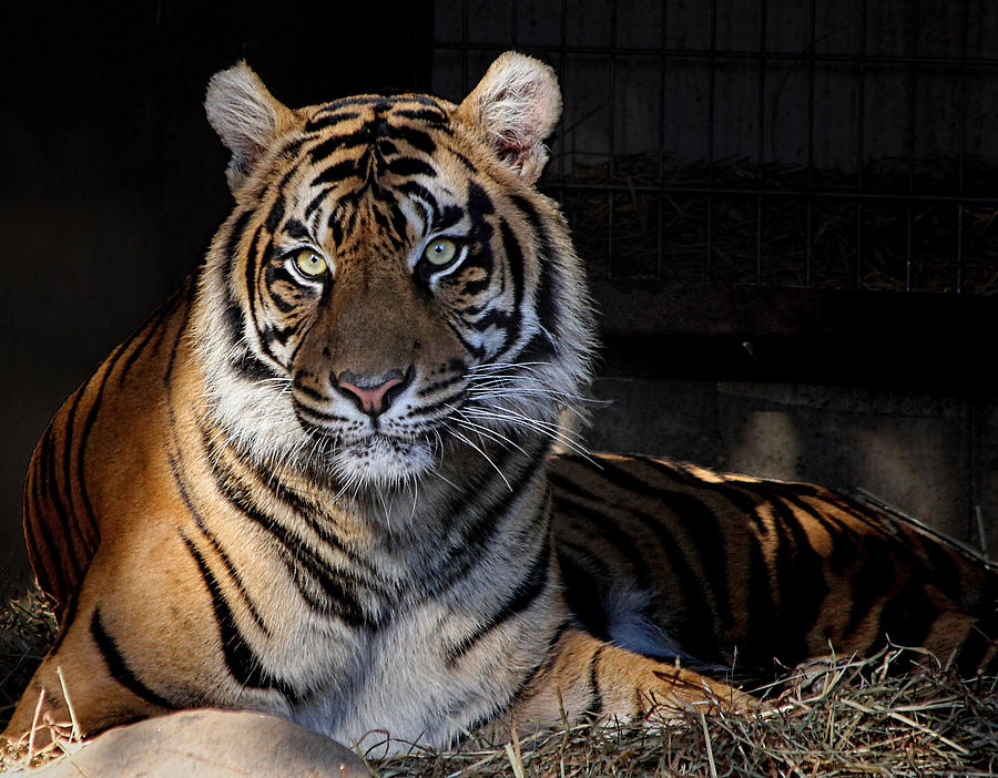 Tiger portrait chillin Photograph by Ronda Ryan