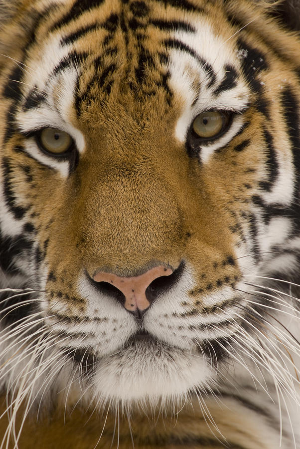 Tiger Portrait Photograph by Steve Gettle