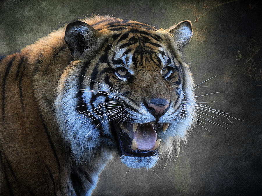 Tiger Portrait Photograph by Steve McKinzie