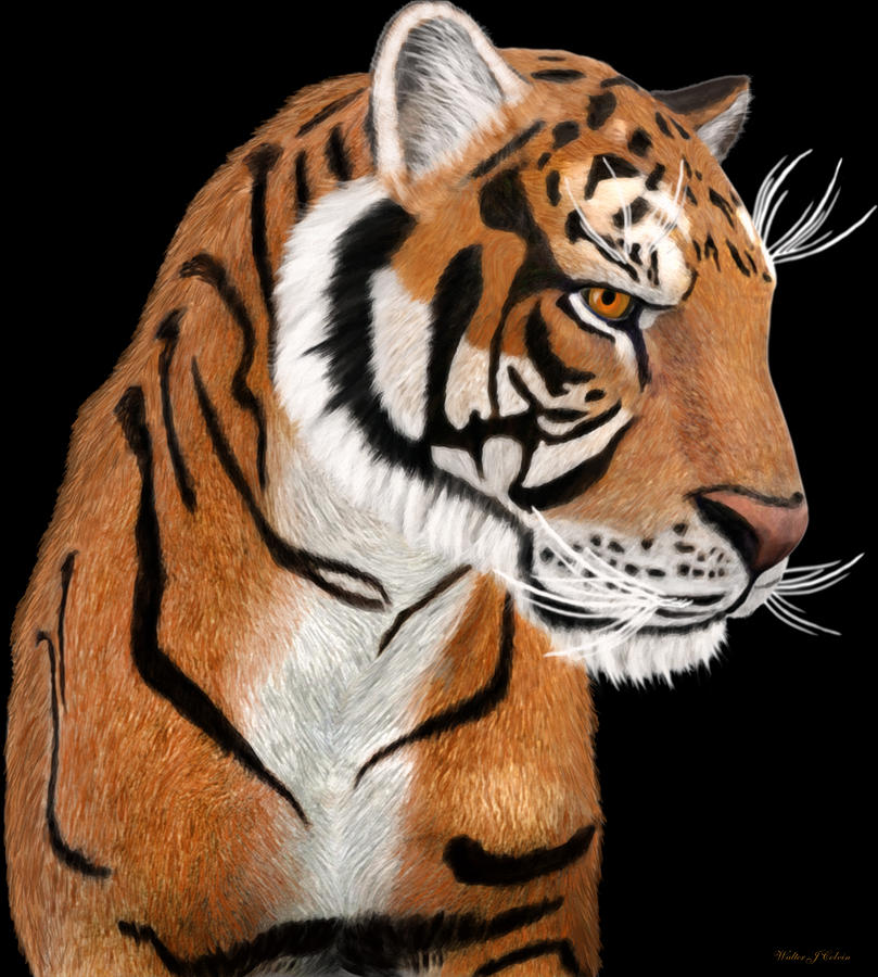 Tiger portrait Digital Art by Walter Colvin