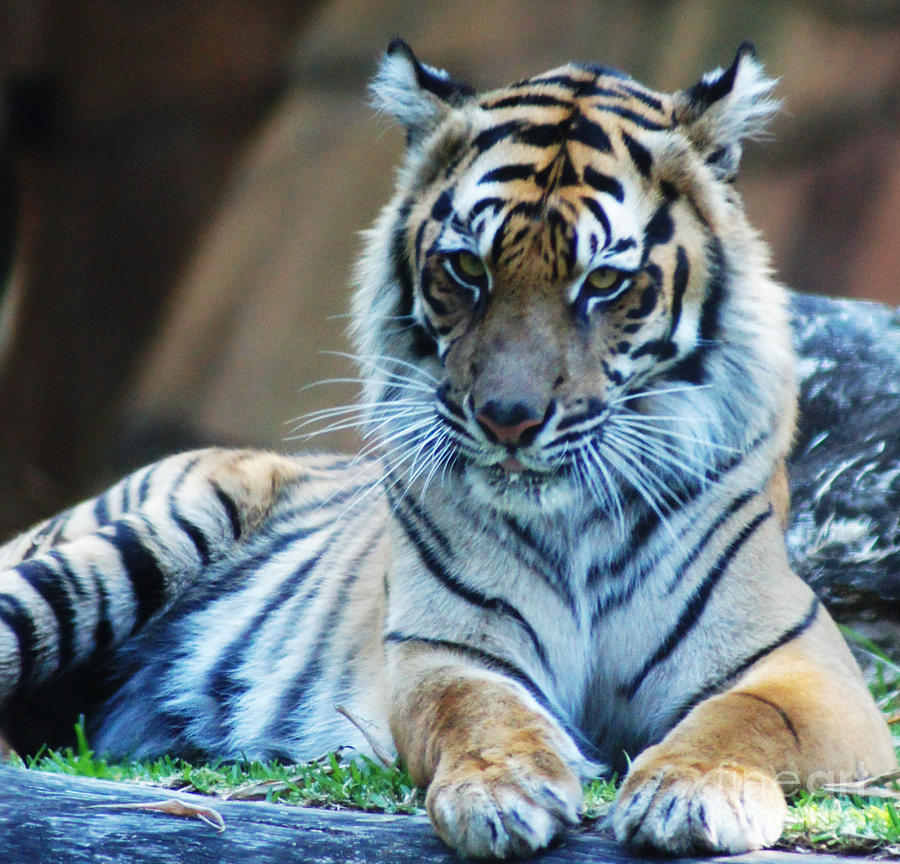 Tiger Posing Photograph by Ben Yassa - Fine Art America