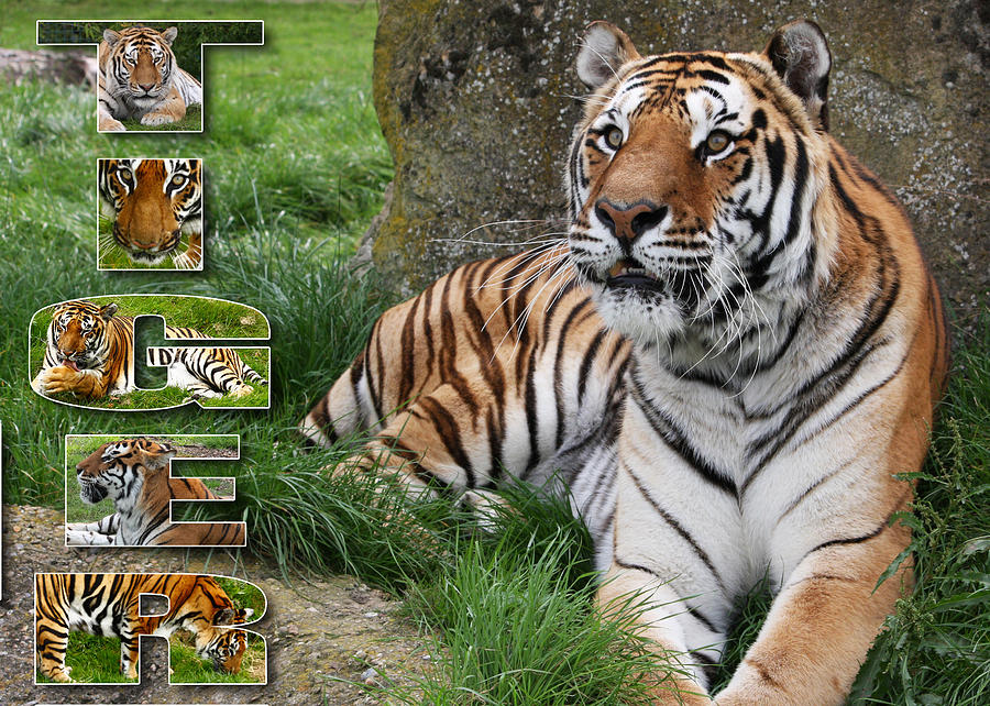 Tiger Photograph - Tiger Poster 1 by John Hebb