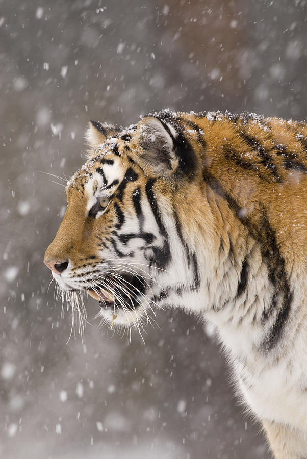 Tiger Profile In Snowfall Photograph by Steve Gettle