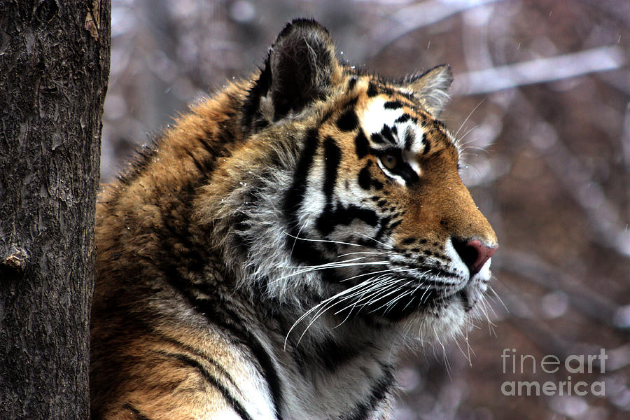 Tiger Profile Photograph by Nick Gustafson