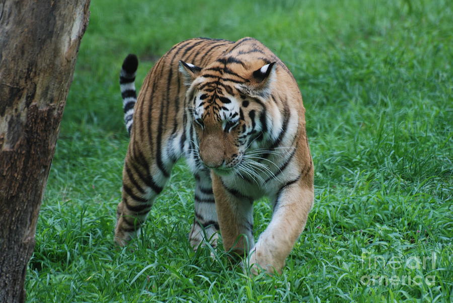 Tiger Prowl Photograph by DejaVu Designs