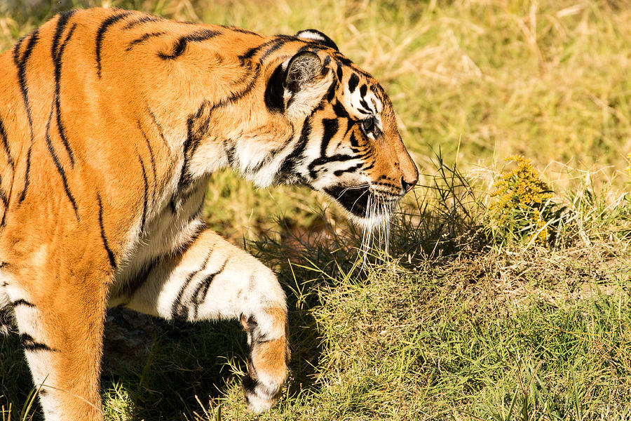 Tiger Prowl Photograph