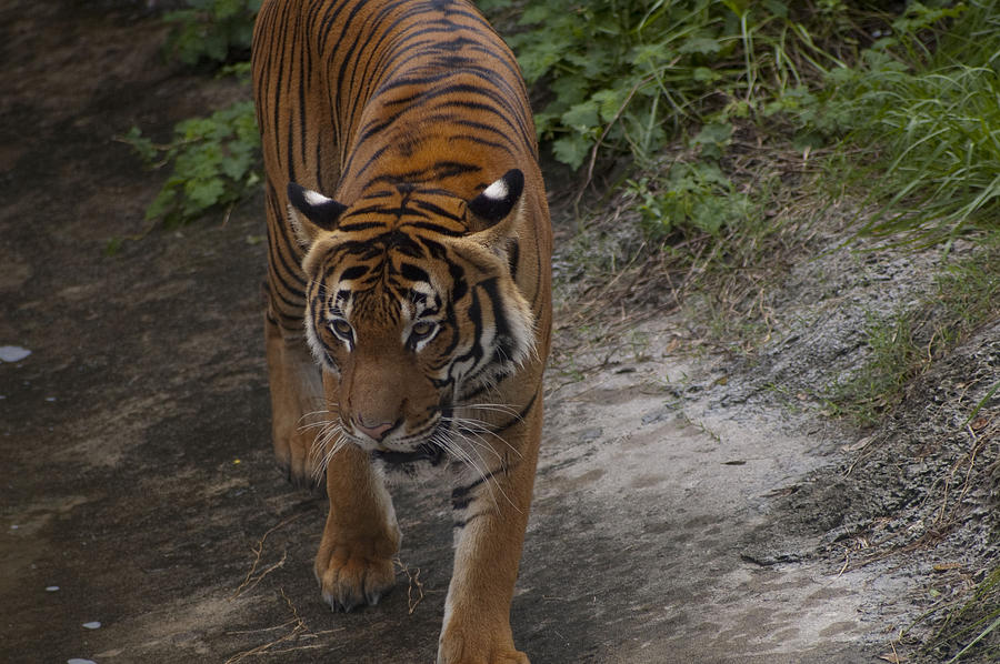 Tiger Prowl Photograph by Sheri Heckenlaible Pixels
