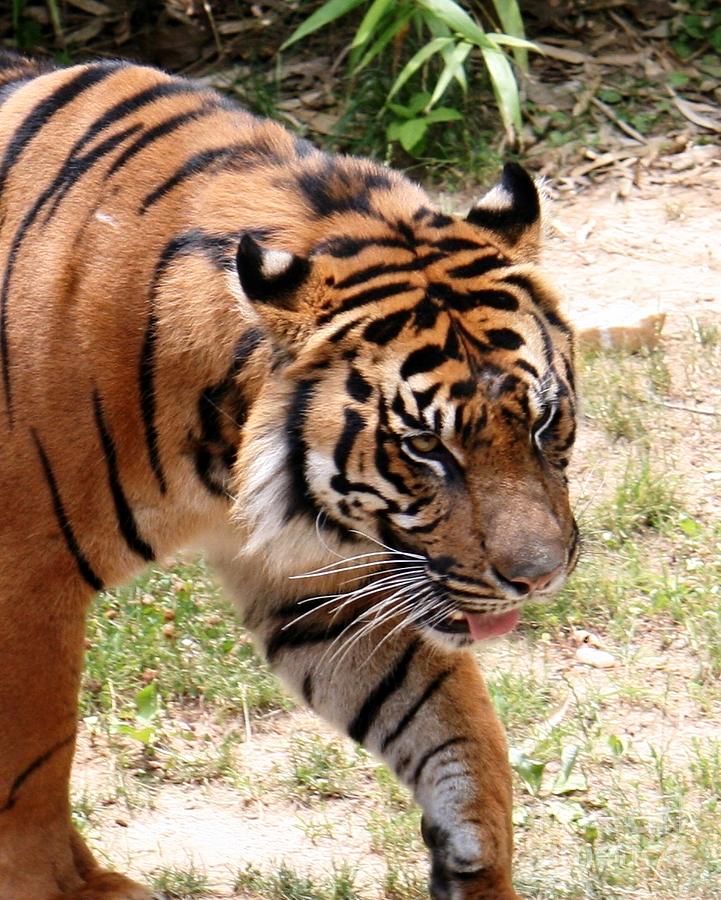 Tiger Prowling Photograph by Bren Thompson - Fine Art America