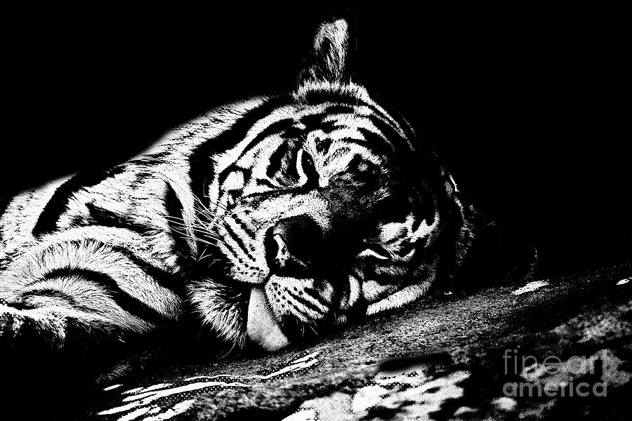 Tiger R and R Black and White Photograph by Douglas Barnard