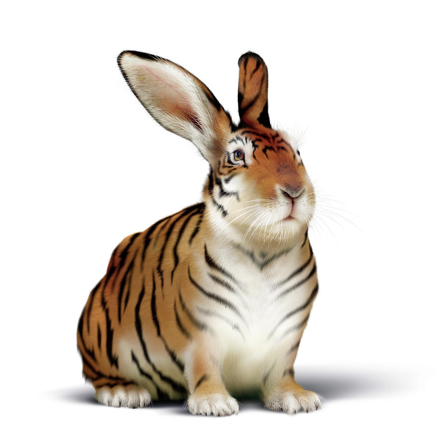 Tiger rabbit Photograph by Smetek science Photo Library