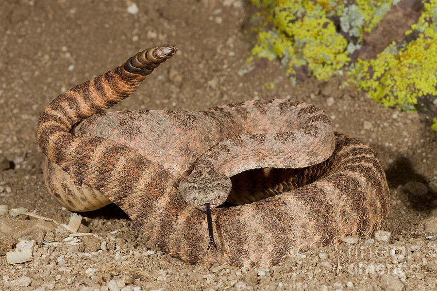 Snake Photograph - Tiger Rattlesnake by Jim Zipp