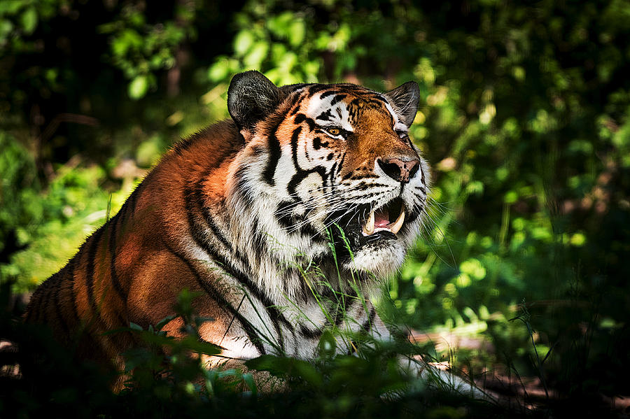 Tiger - ready for hunting Photograph by Zocha_K