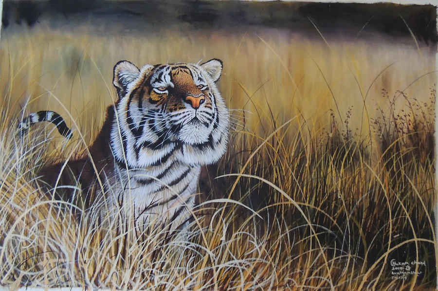 Tiger Ready To Pounce Painting by Hukam Chand Wildlife artist