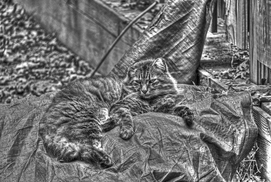 Tiger reclining BW Photograph by Andy Lawless