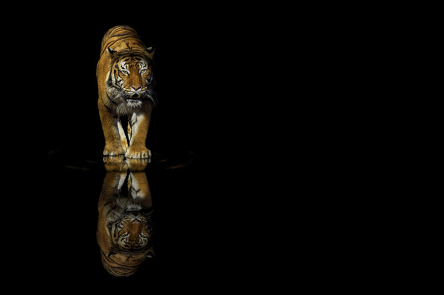 Tiger Reflections - Big Cat - Predator Photograph by Jason Politte