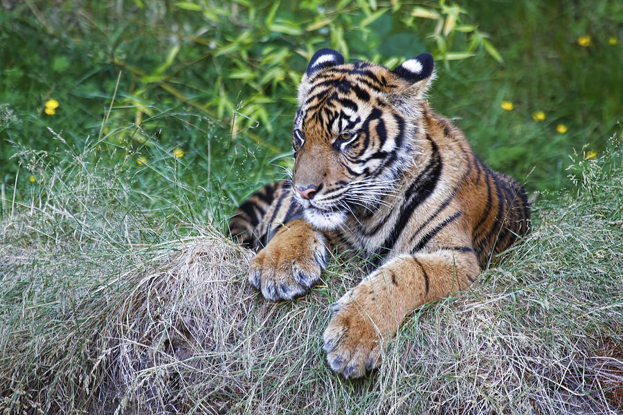 Tiger Photograph - Tiger Relaxing by Athena Mckinzie
