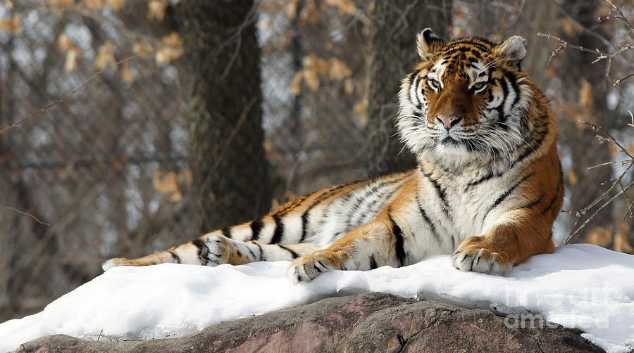 Tiger Relaxing Snow Cover Rock Photograph by Tina Hailey