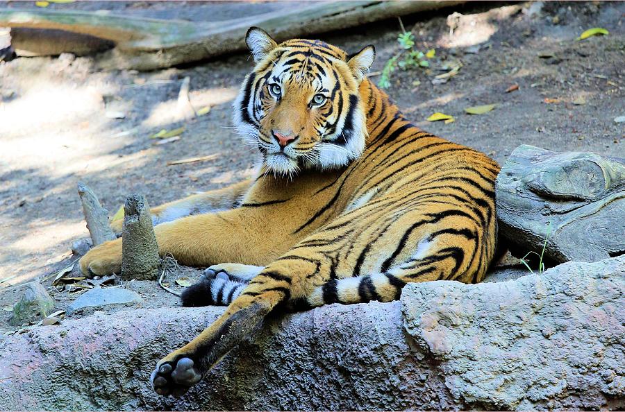 Tiger Resting Photograph by Jane Girardot