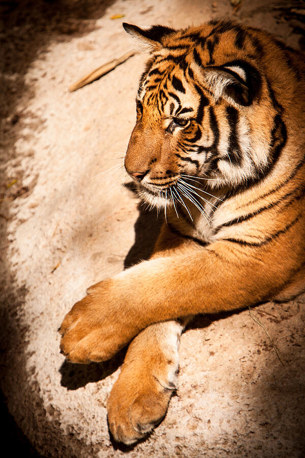 Tiger Resting Photograph by John Wadleigh