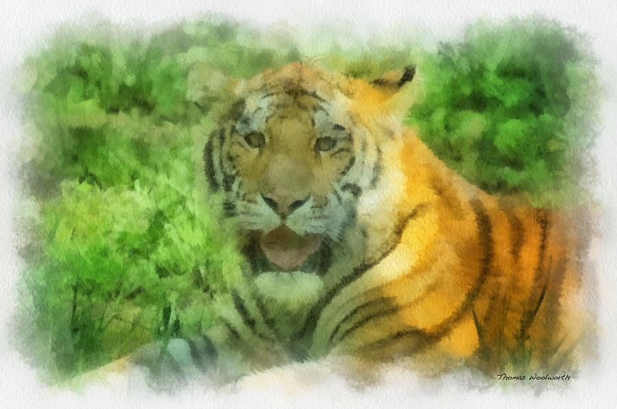 Wildlife Photograph - Tiger Resting Photo Art 04 by Thomas Woolworth