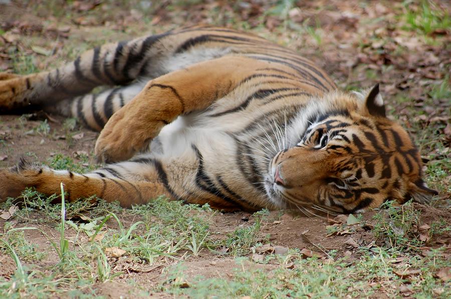 Tiger Resting Photograph by Susan Garren