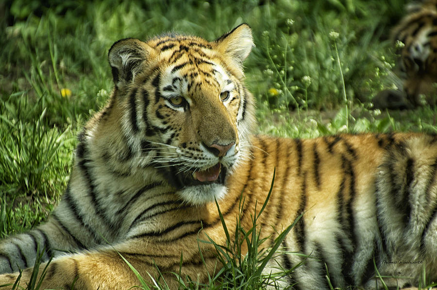 Animal Photograph - Tiger Resting by Thomas Woolworth
