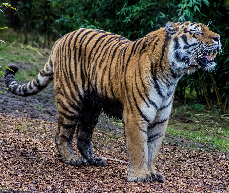 Tiger Photograph - Tiger Roar by Martin Newman