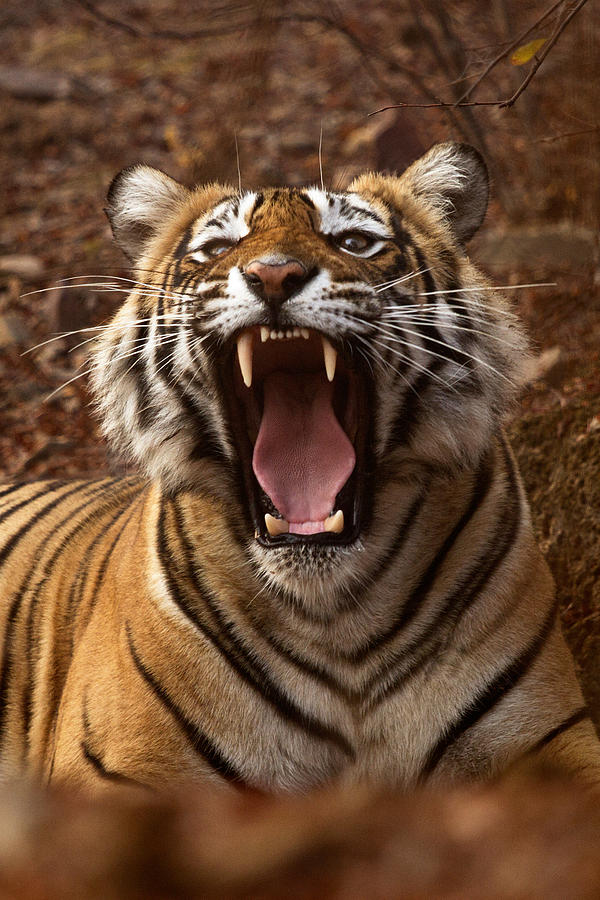 tiger profile roar