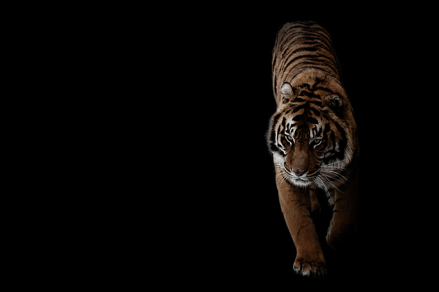 Wildlife Photograph - Tiger  by Roarshack Photography