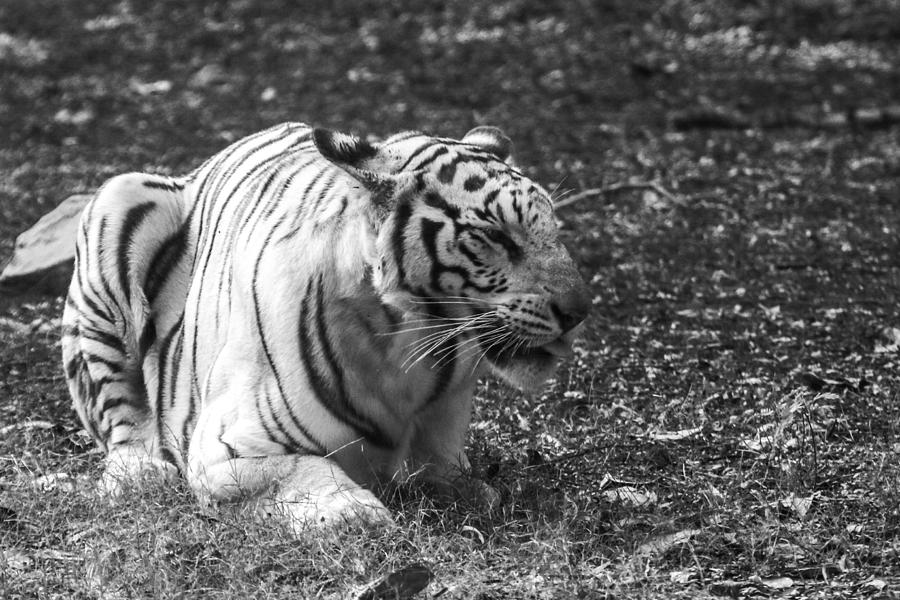 Tiger Photograph - Tiger by S S Cheema