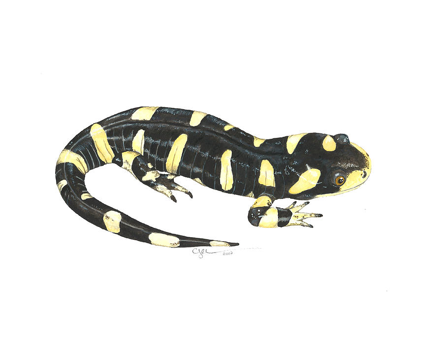 Tiger Salamander Painting by Cindy Hitchcock