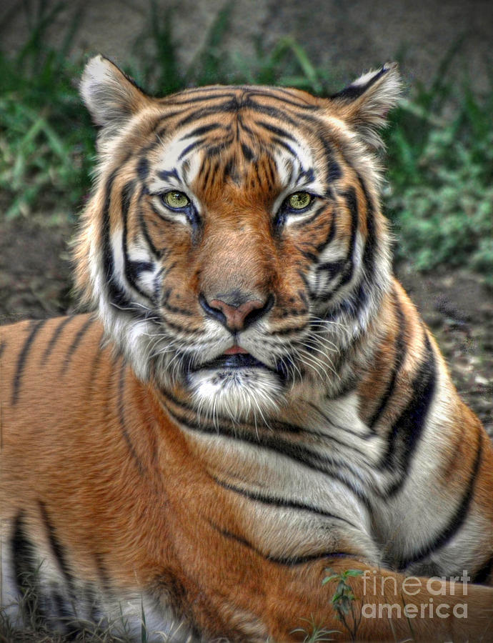Tiger Photograph by Savannah Gibbs