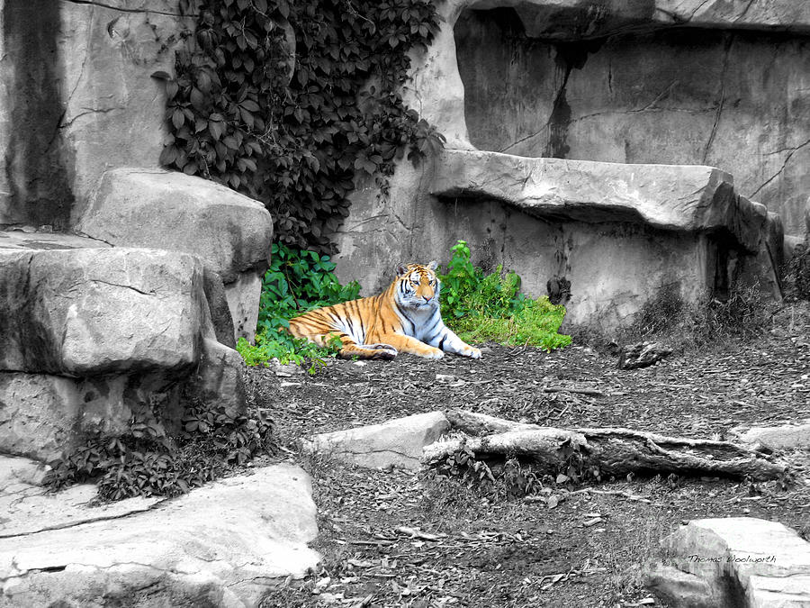 Tiger Selective Coloring Photograph by Thomas Woolworth